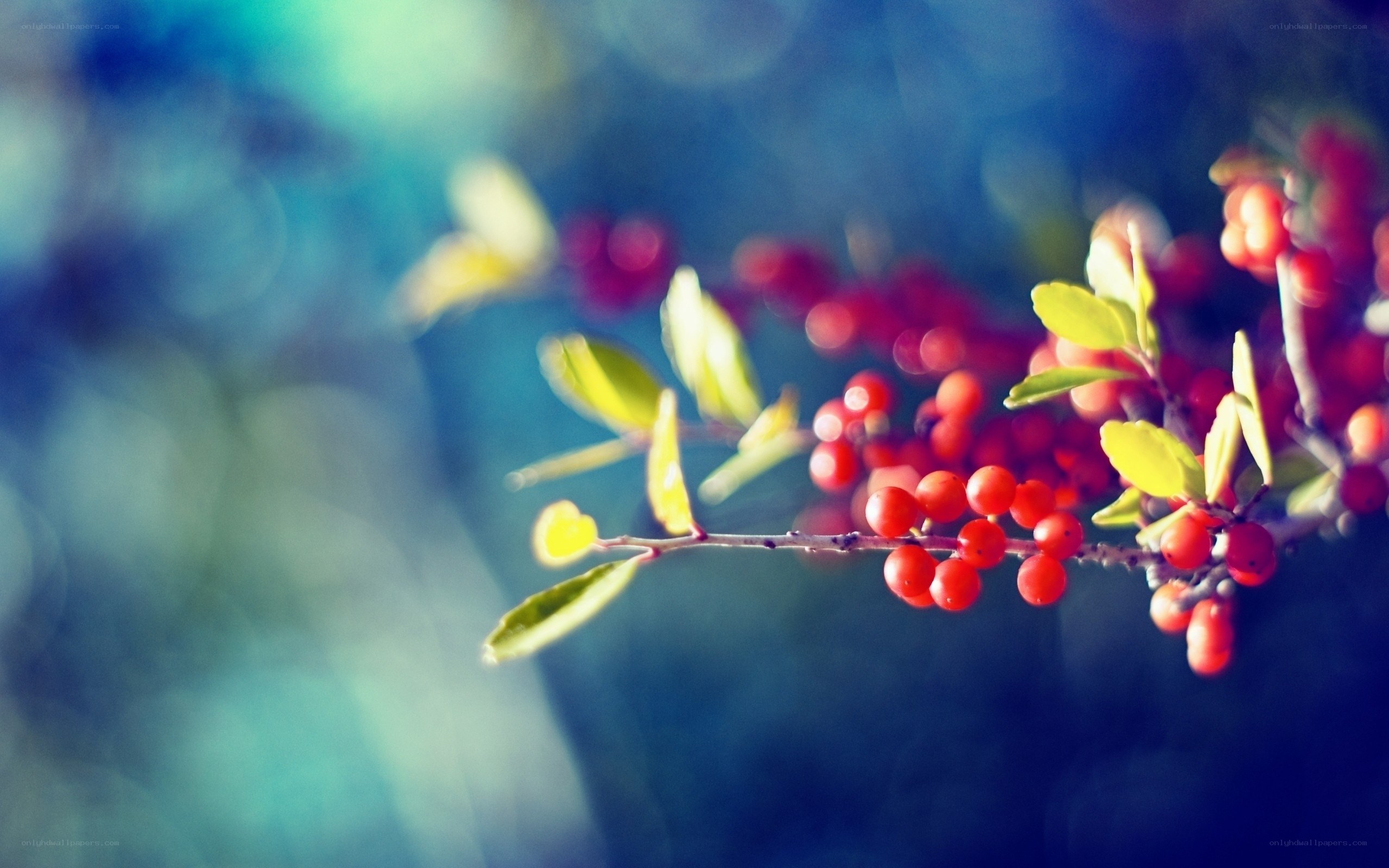 Red berries on a branch