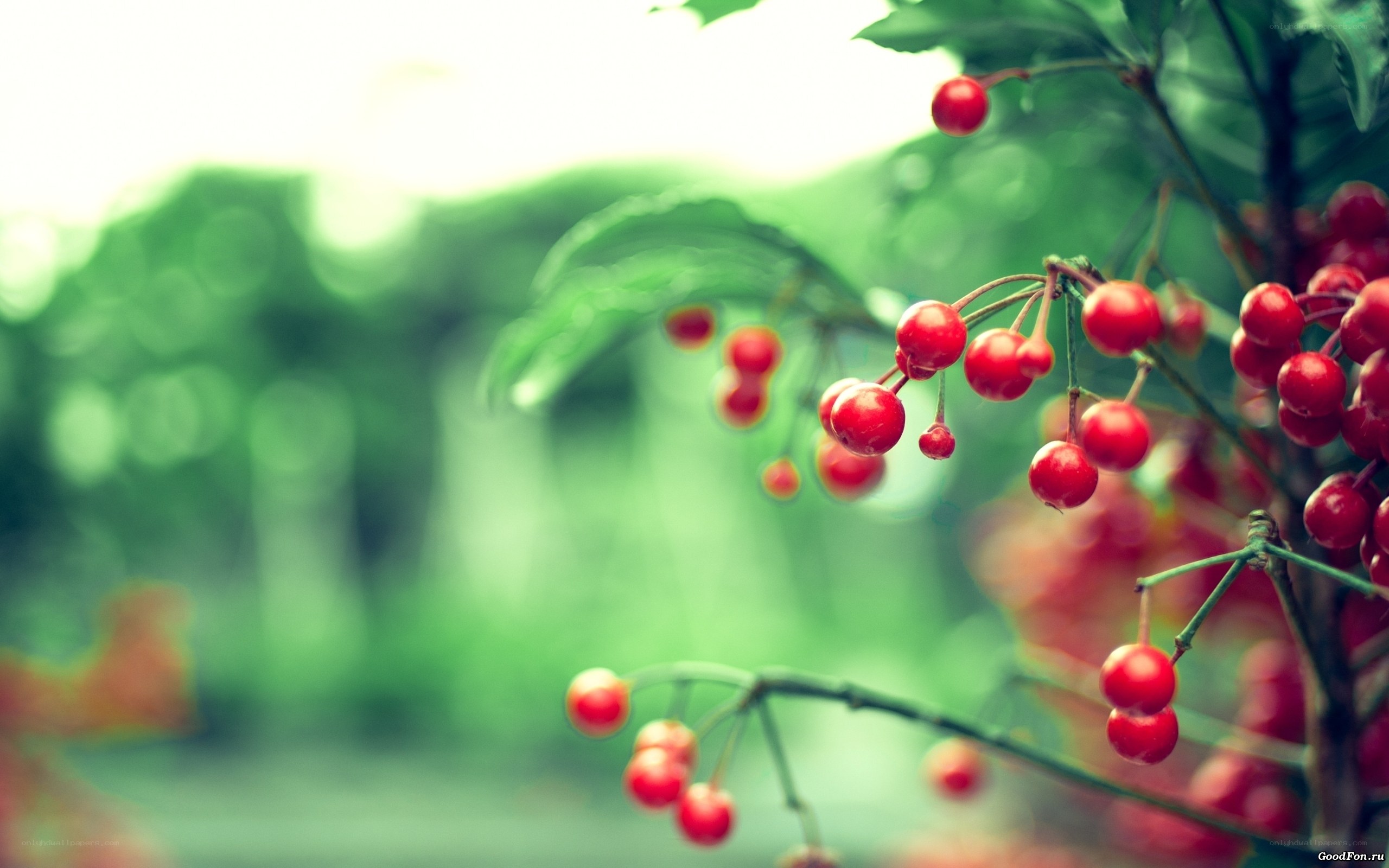 Red berries on a branch