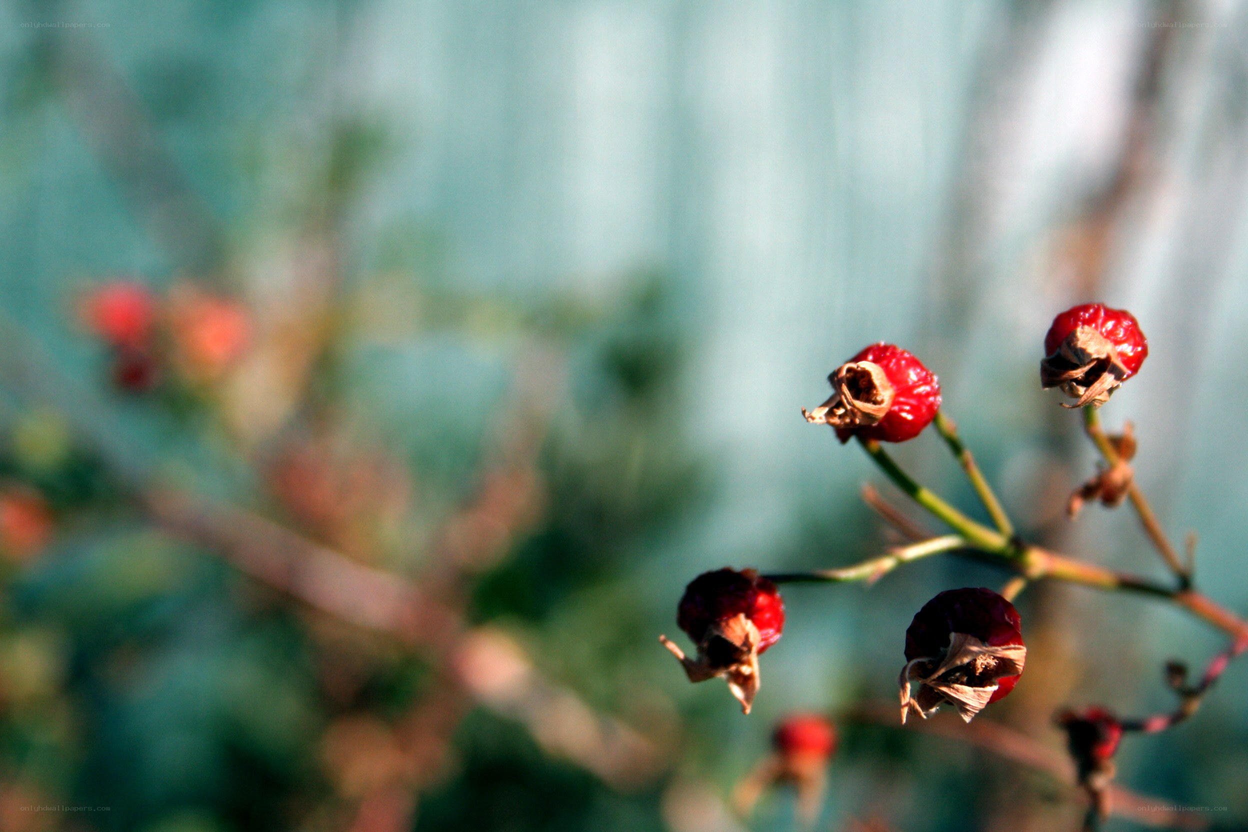 Red berries on a branch
