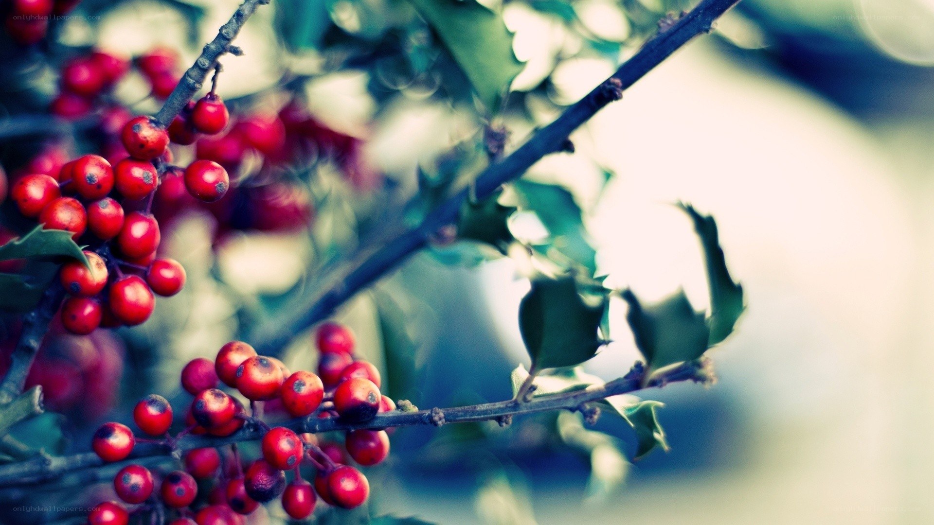 red berries on a branch
