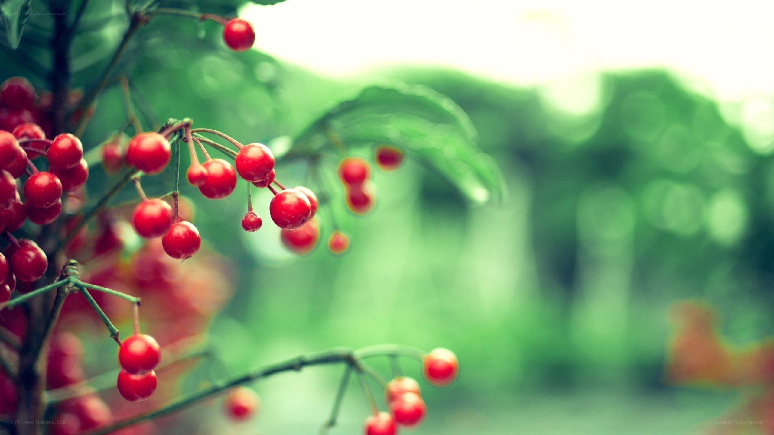 red berries on a branch