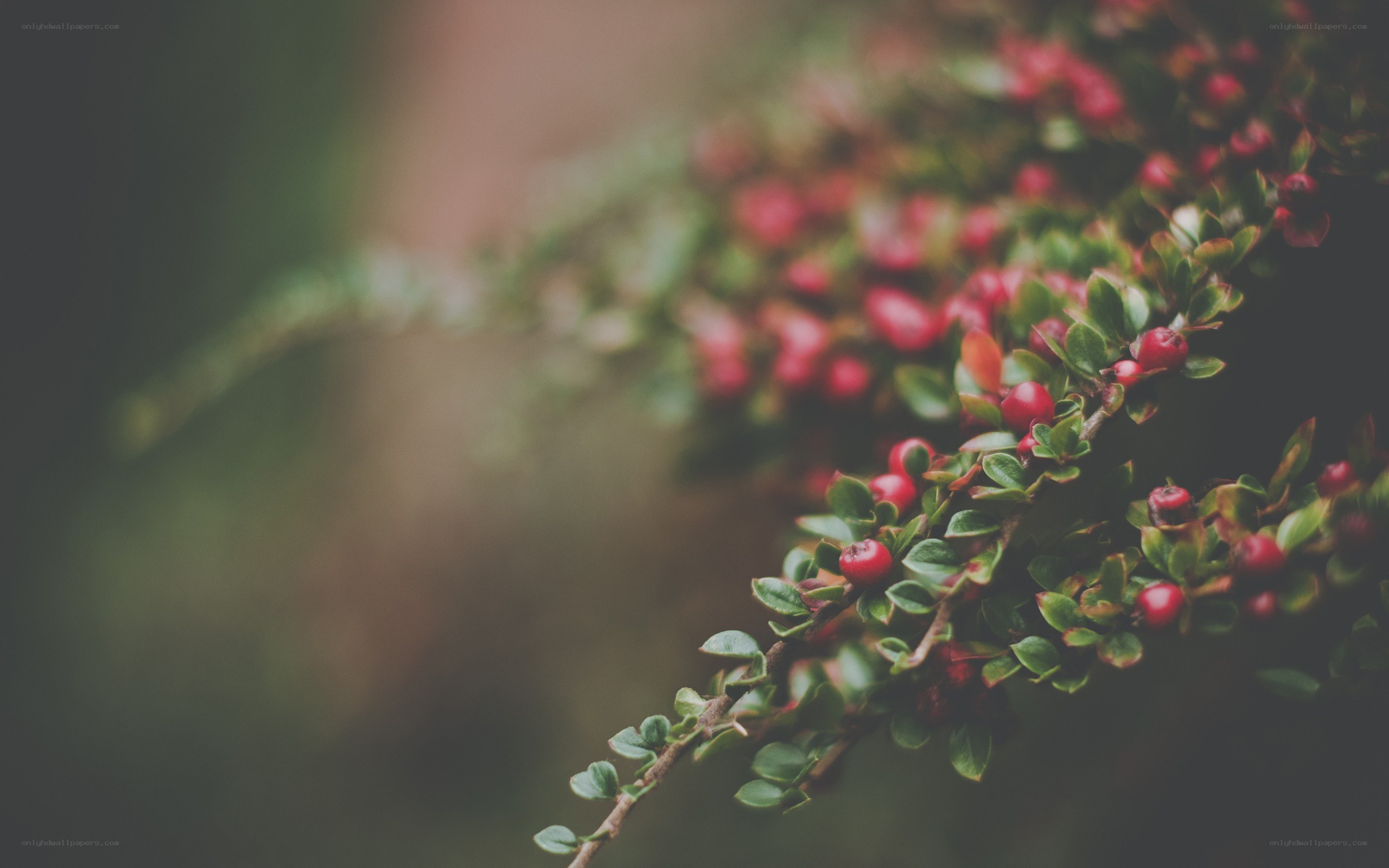red berries on a branch