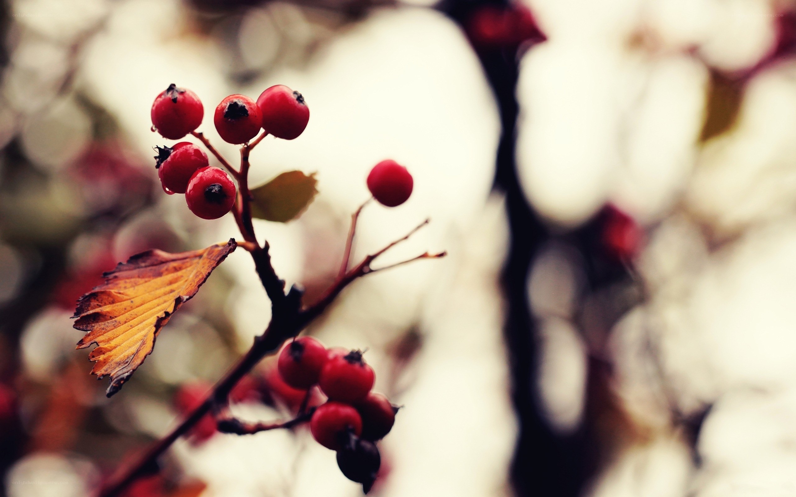 Red berries on a branch
