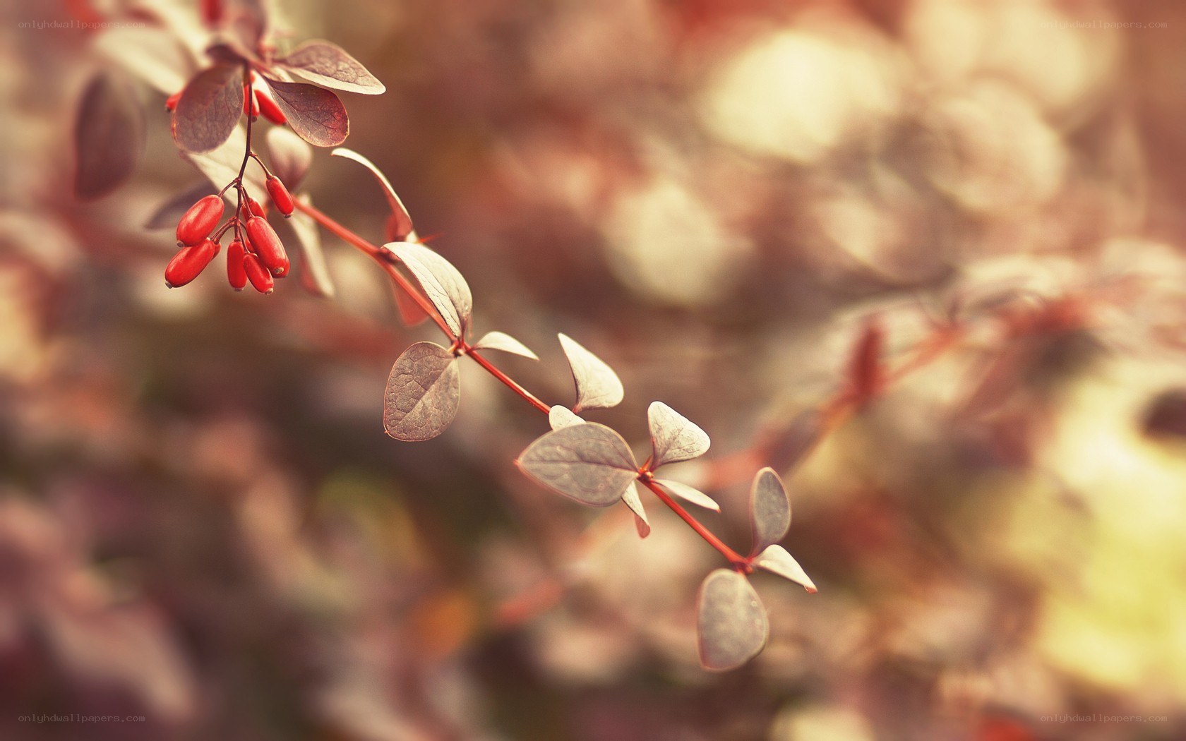 Red berries on a branch