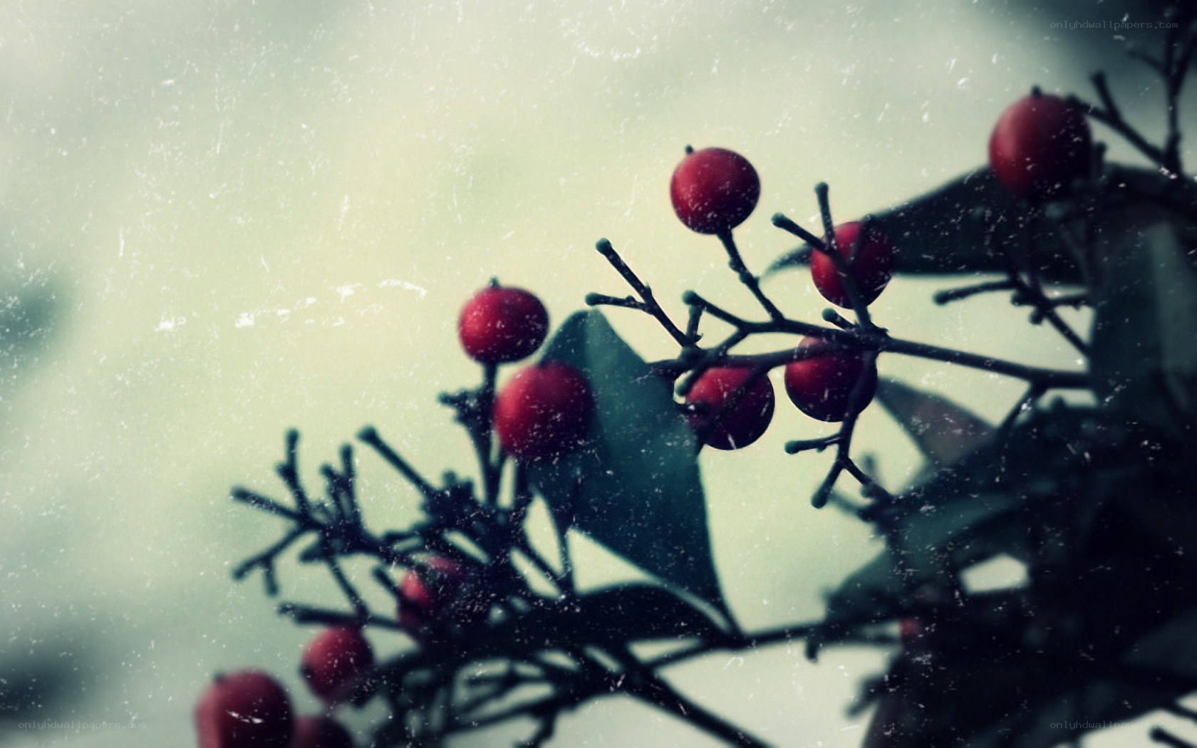 red berries on a branch