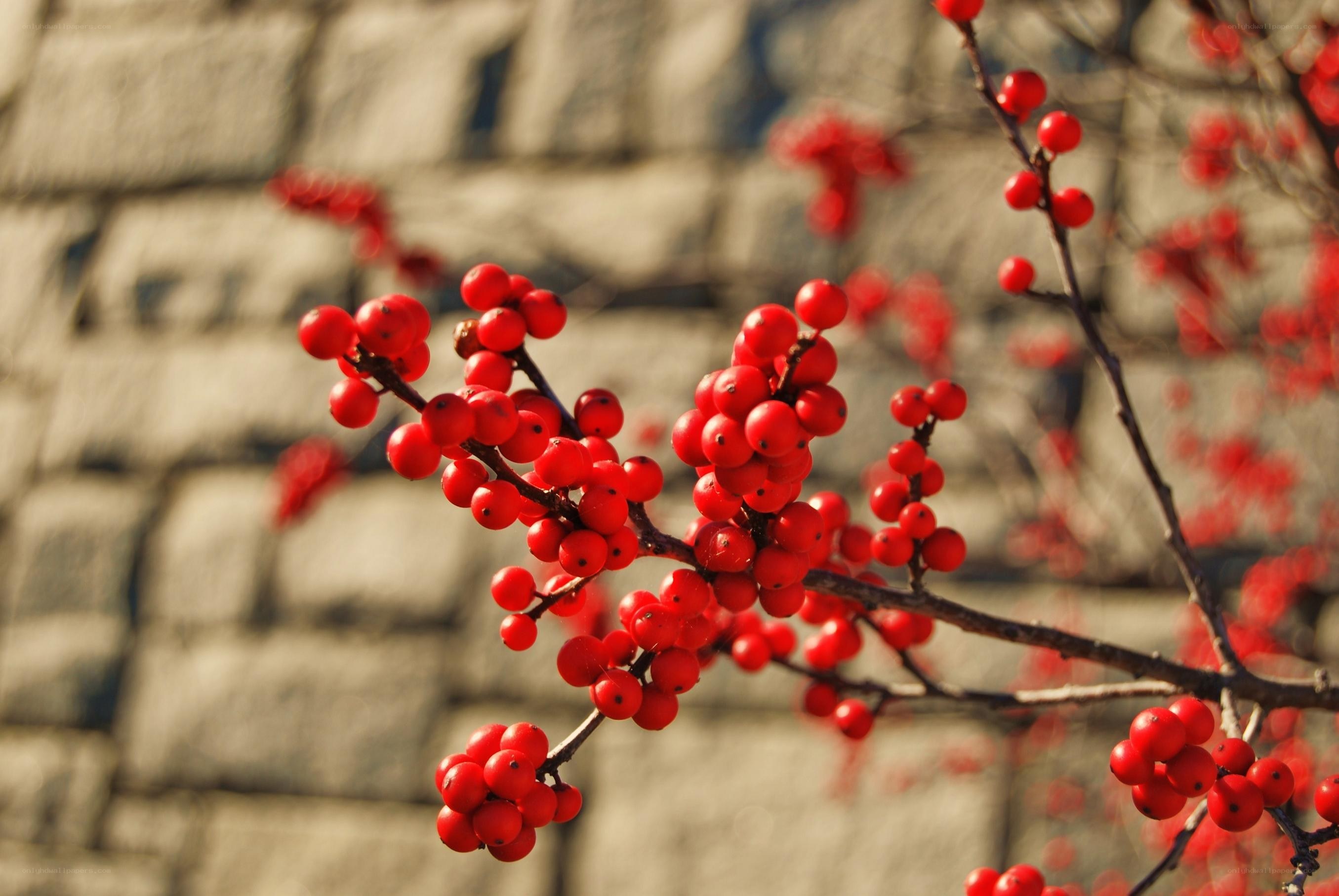 Red berries on a branch