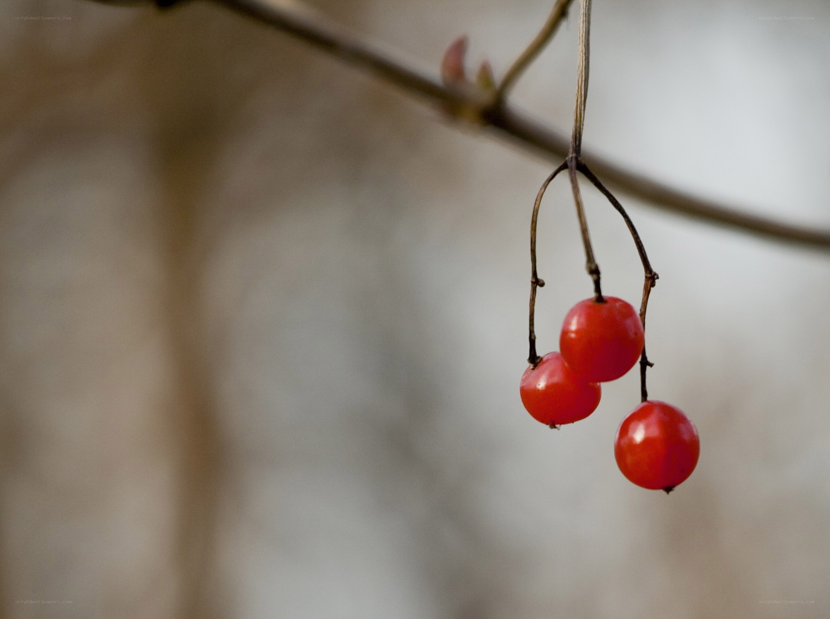 red berries on a branch