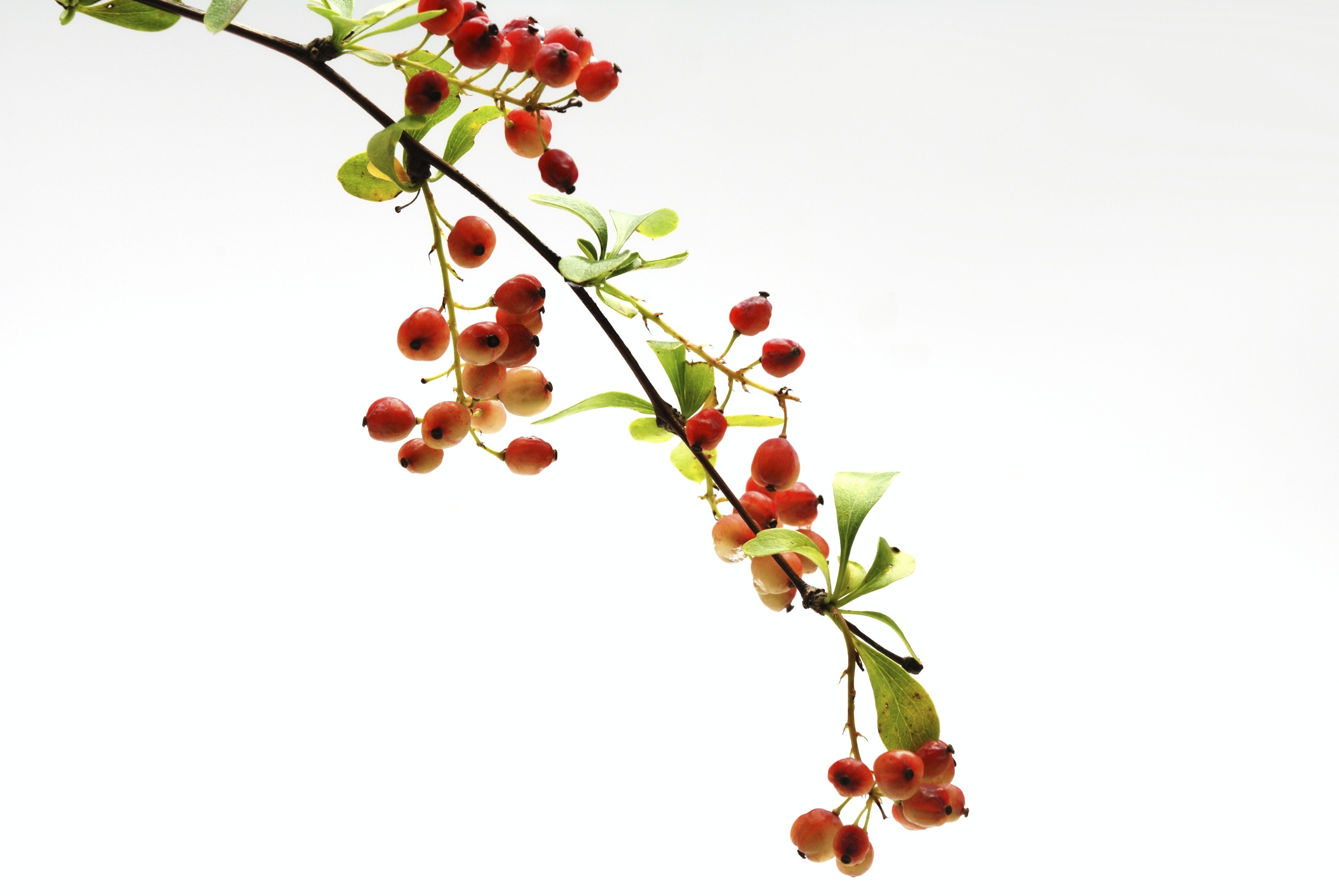 red berries on a branch
