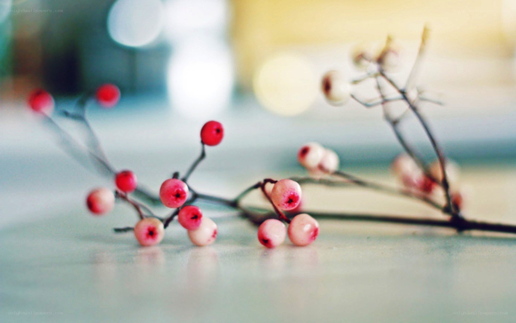 Red berries on a branch