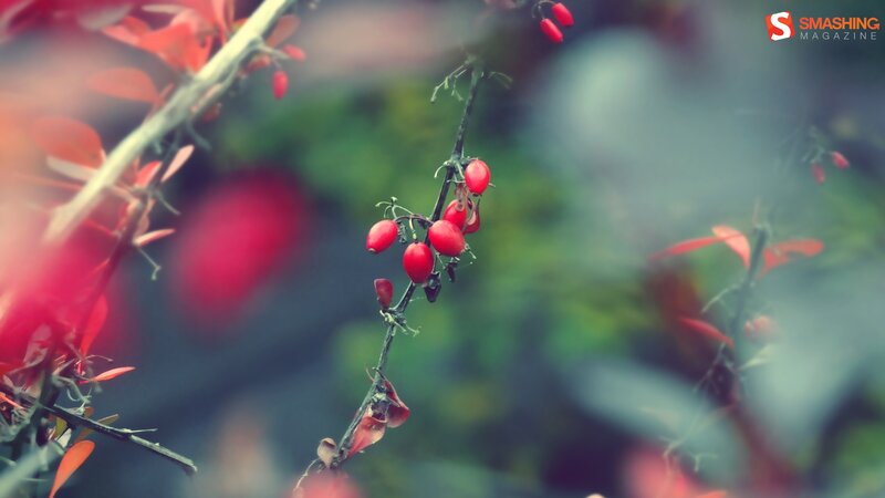 Red berries on a branch