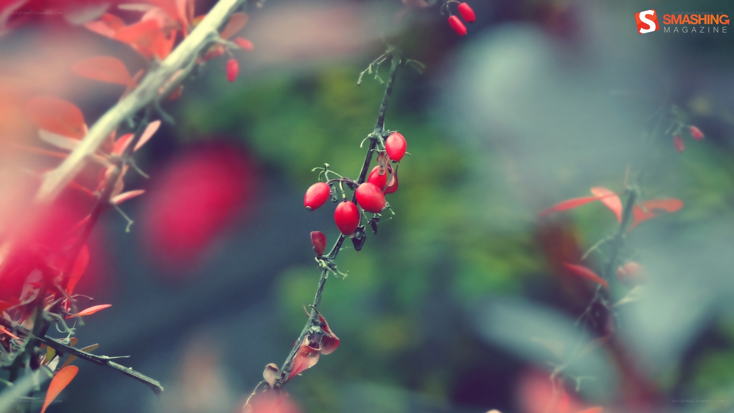 Red berries on a branch