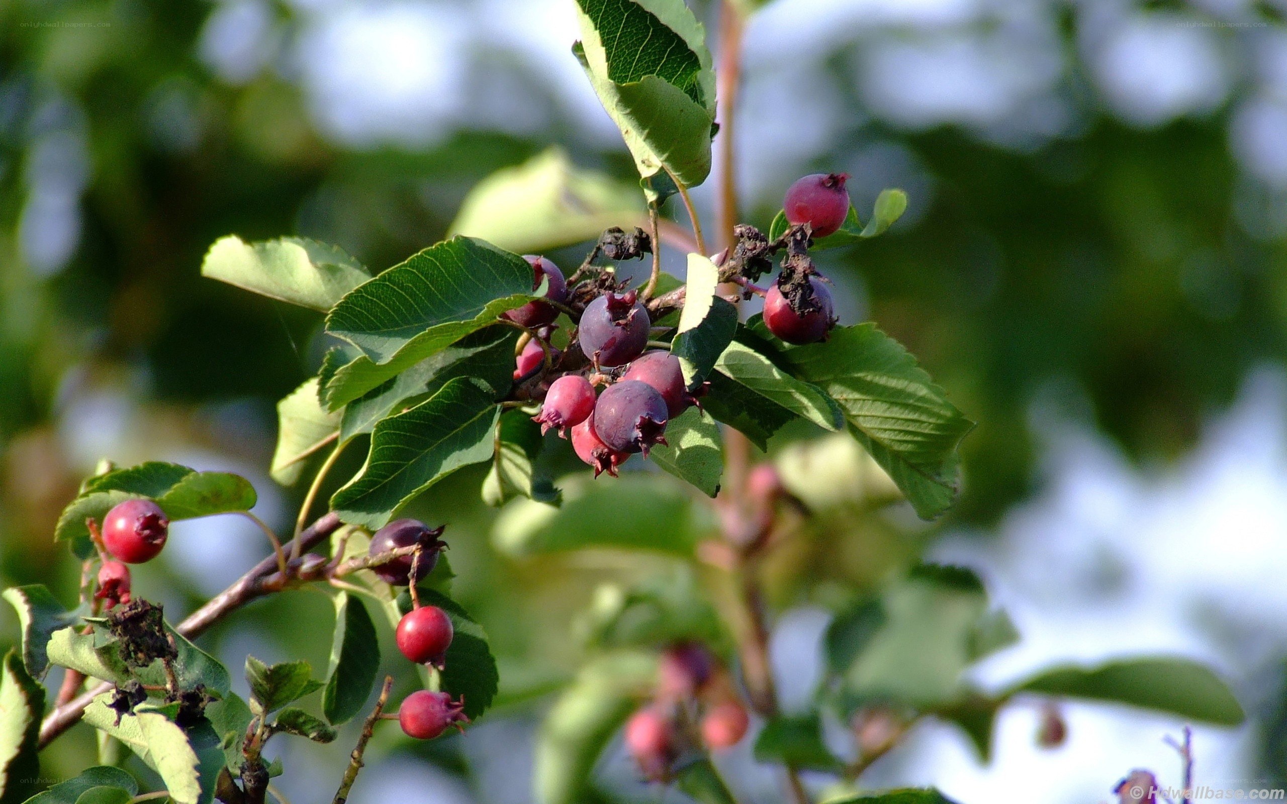red berries on a branch