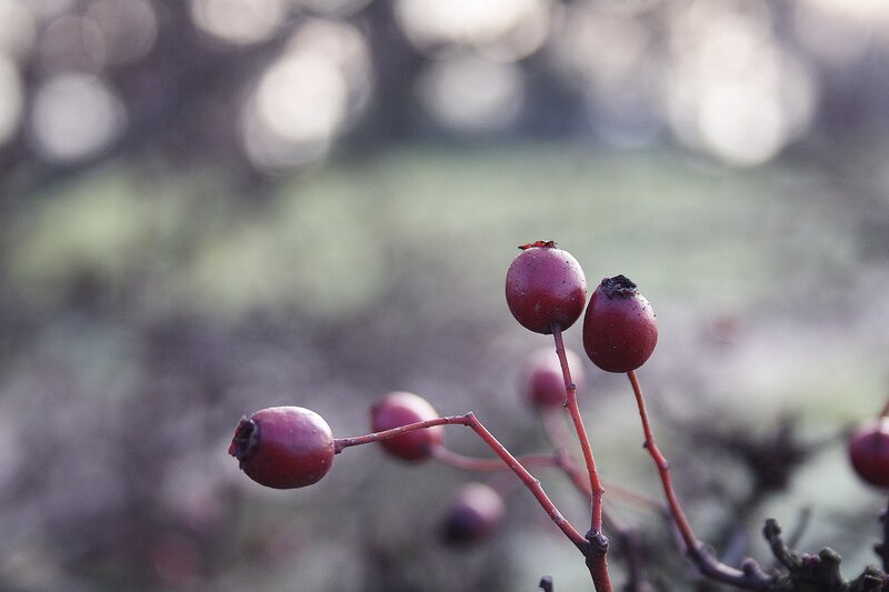 red berries on a branch