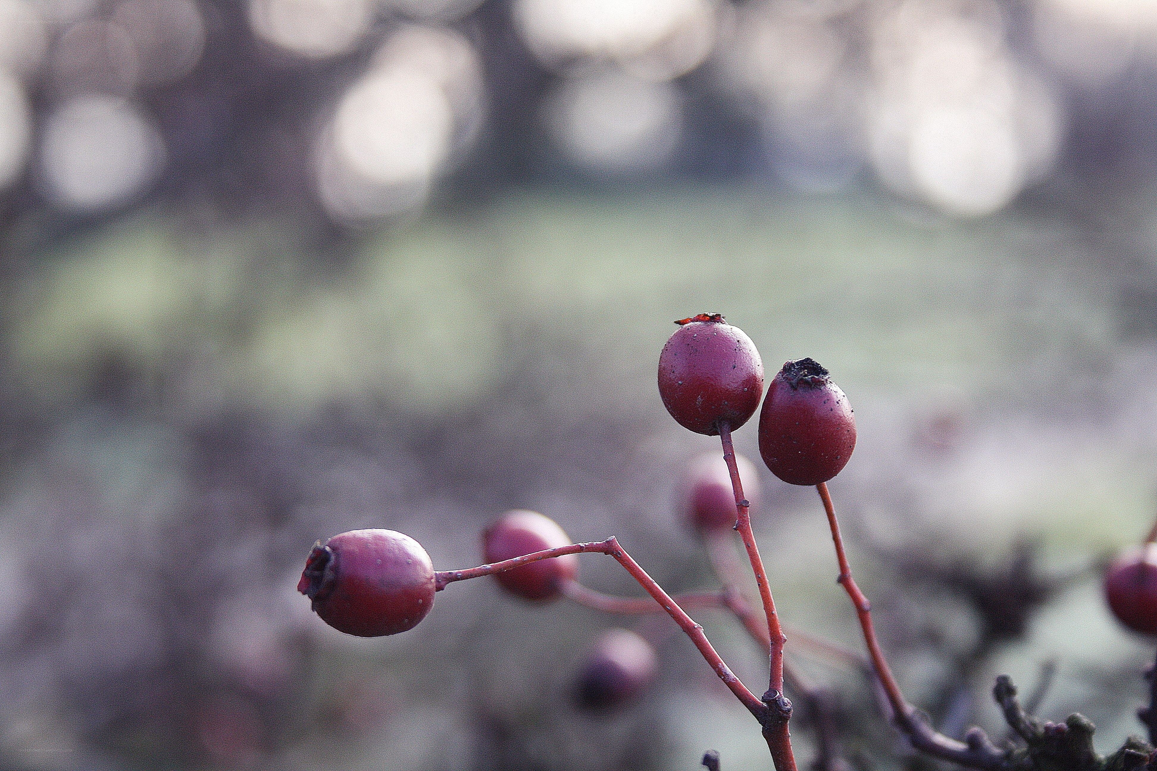 red berries on a branch