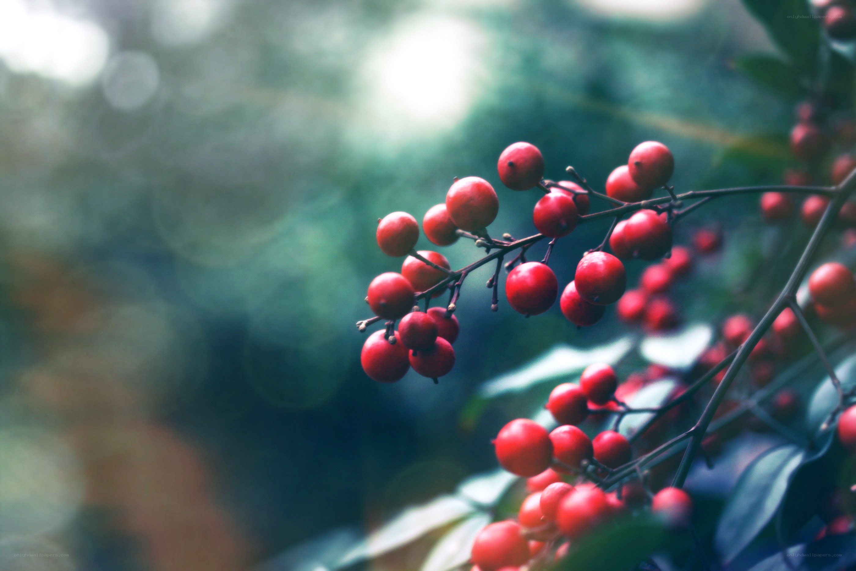 red berries on a branch