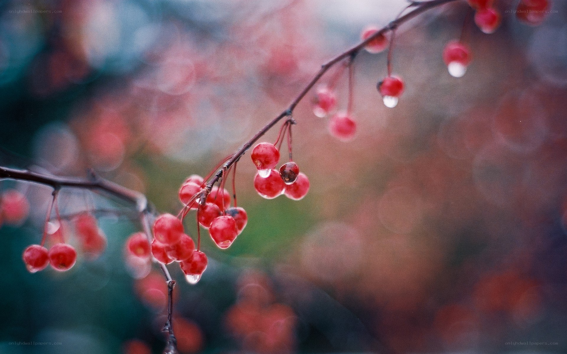 Red berries on a branch