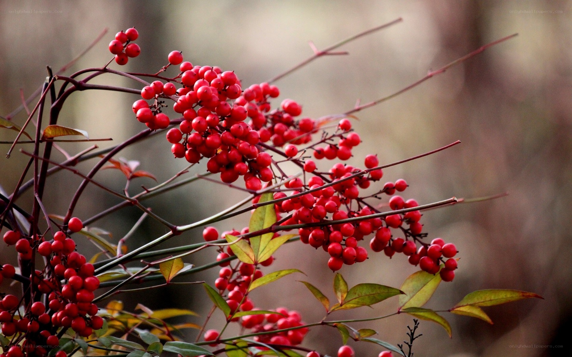 red berries on a branch