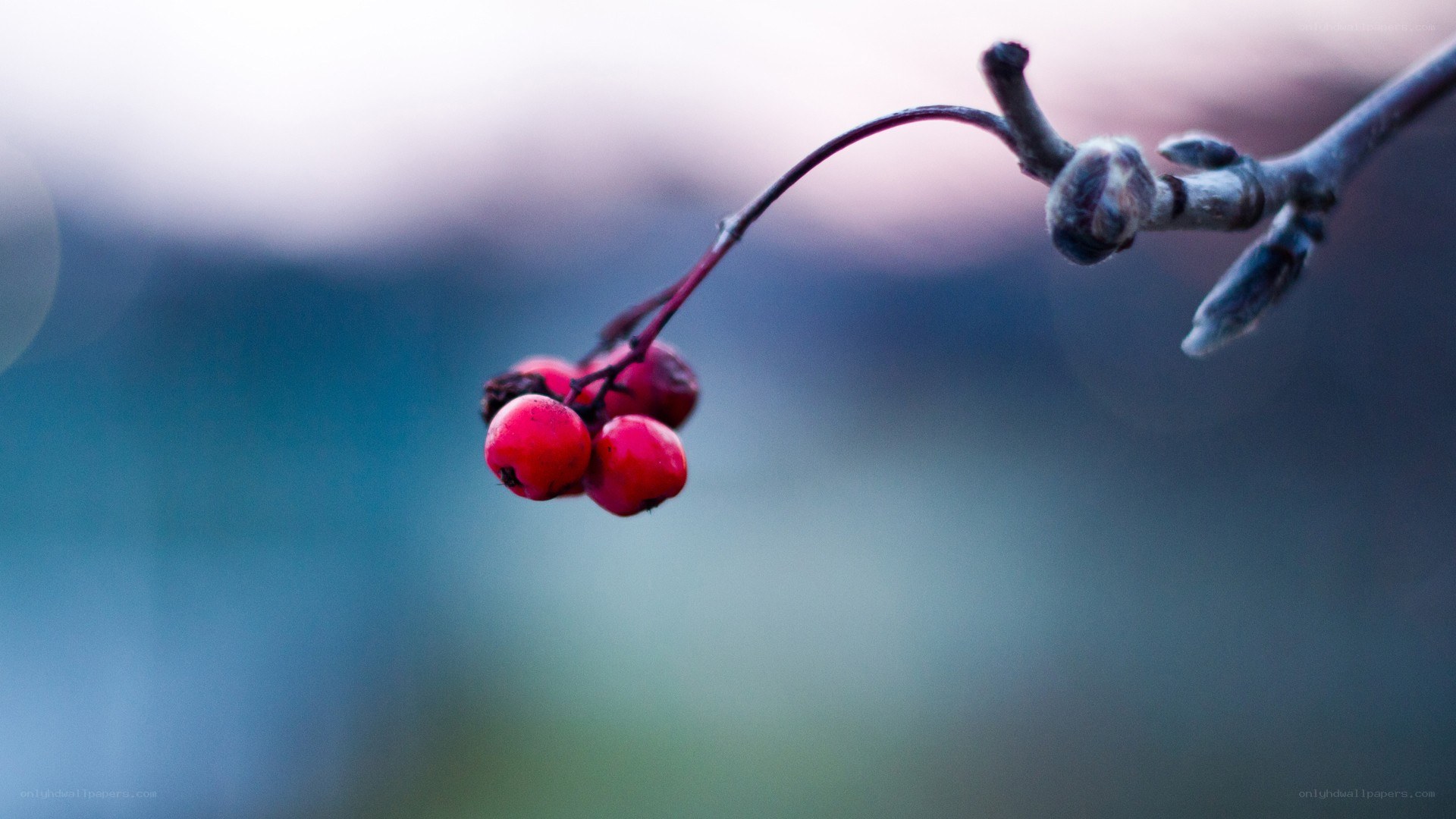 red berries on a branch