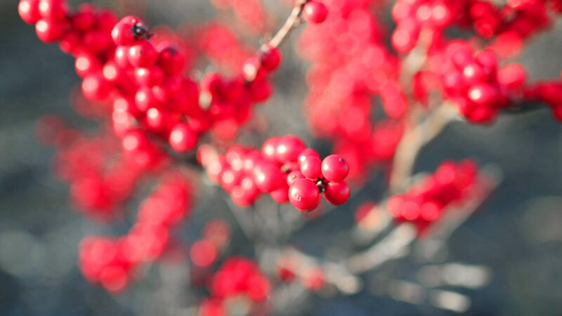 Red berries on a branch