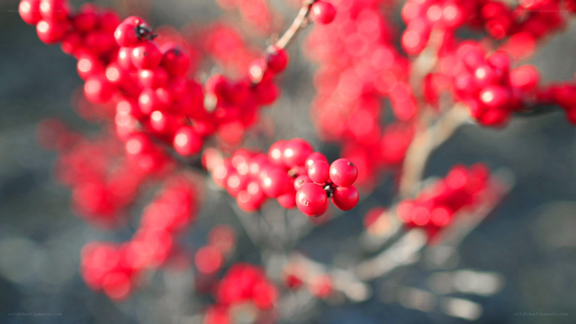 Red berries on a branch