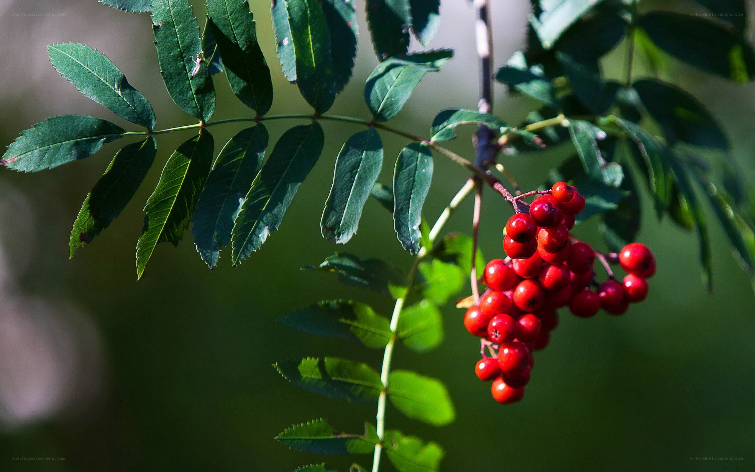 red berries on a branch