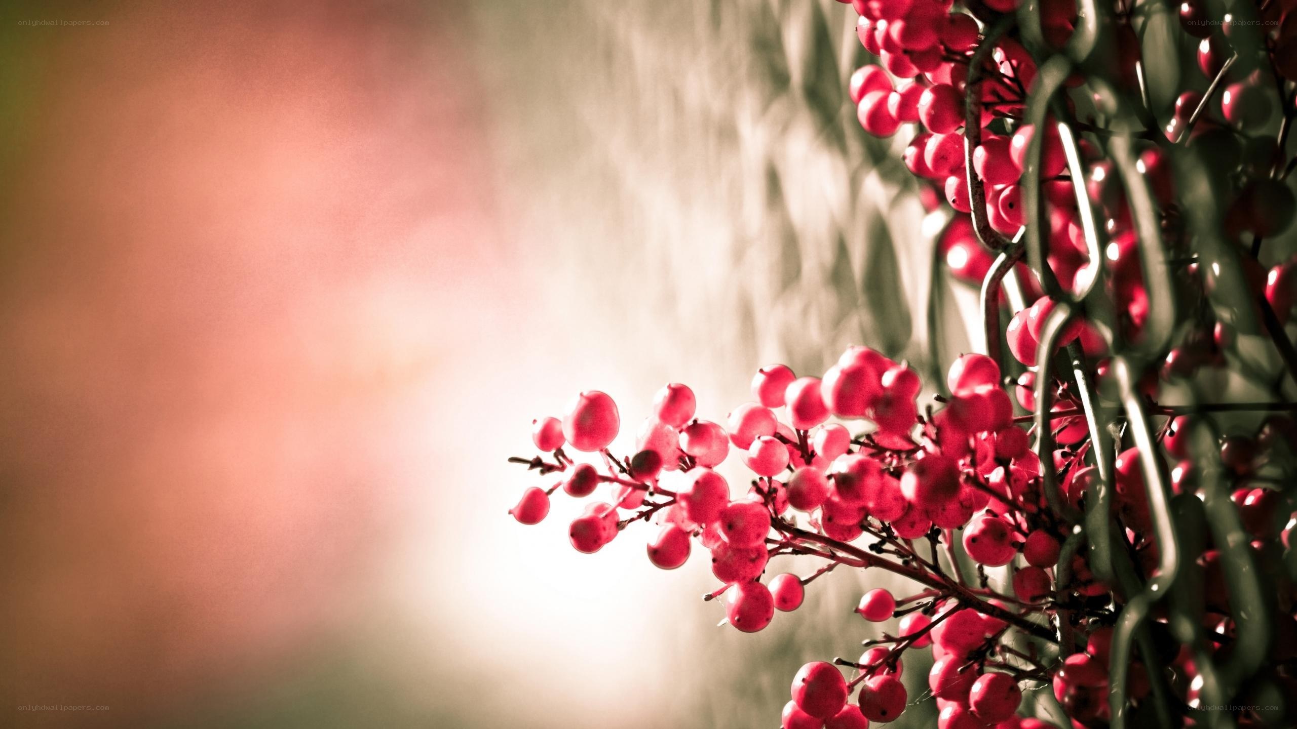 red berries on a branch