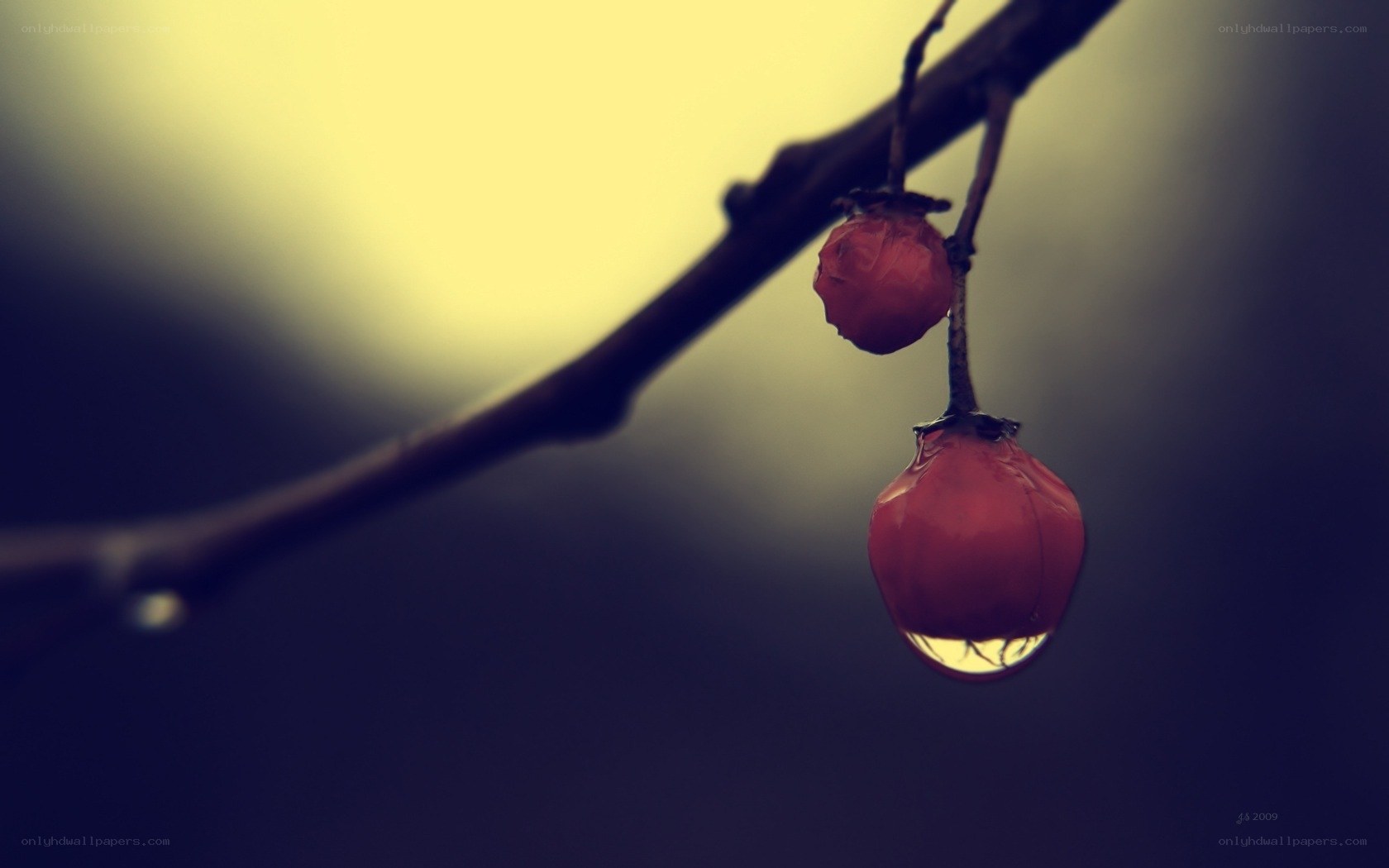 Red berries on a branch
