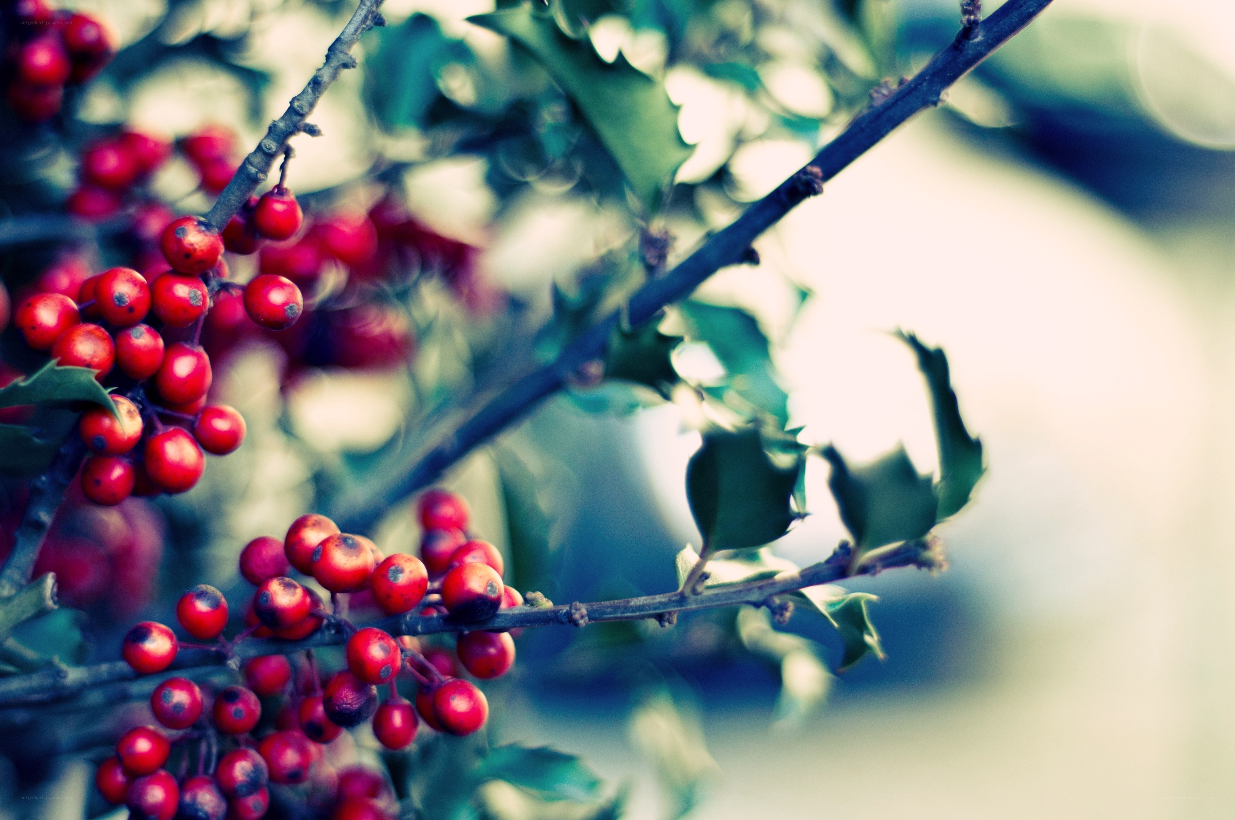 red berries on a branch