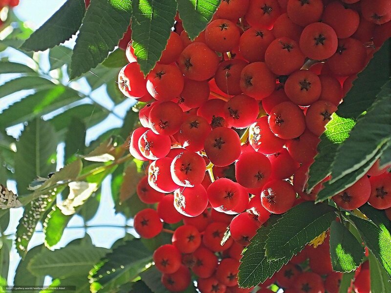 Red Berries on a Branch — Bright, Afternoon