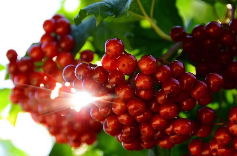 Red Berries on a Branch — Bright