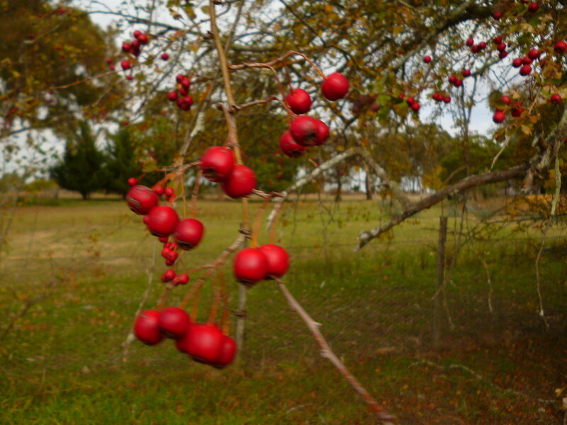 Red Berries on a Branch — Calm, Autumn