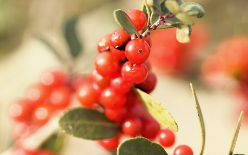 Red Berries on a Branch — Calm