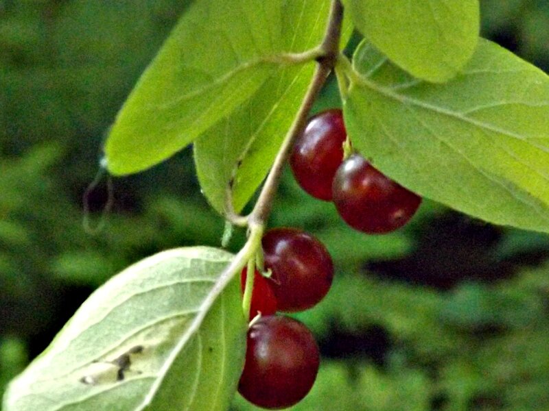 Red Berries on a Branch — Green, Natural