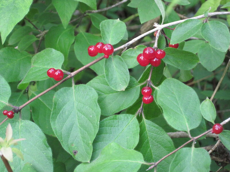 Red Berries on a Branch — Green