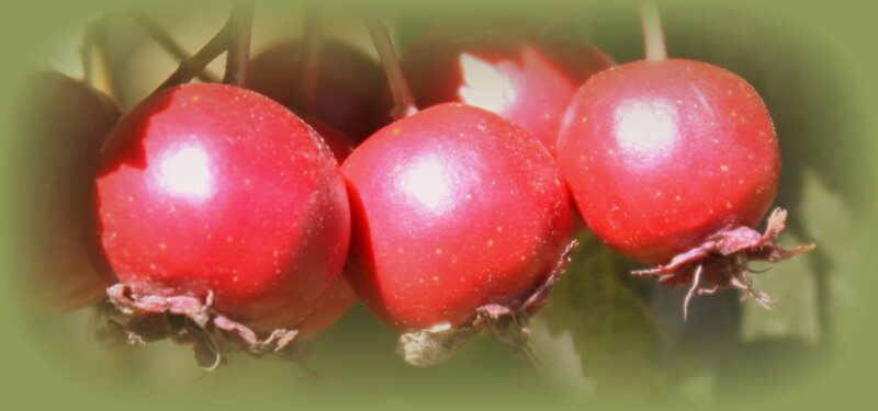 Red Berries on a Branch — Natural, Afternoon