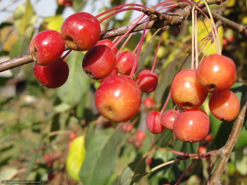 Red Berries on a Branch — Natural, Autumn, Photograph, Leaves, Fruit