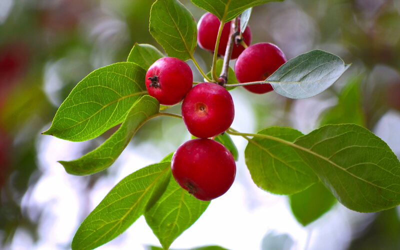 Red Berries on a Branch — Natural, Autumn, Photograph, Leaves
