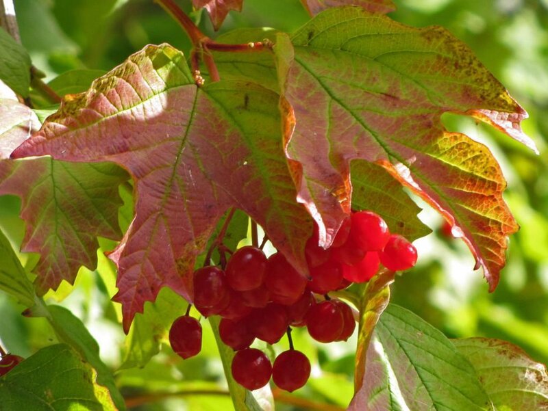 Red Berries on a Branch — Natural, Autumn