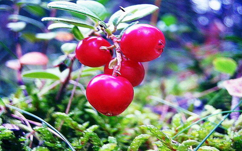 Red Berries on a Branch — Natural, Photograph