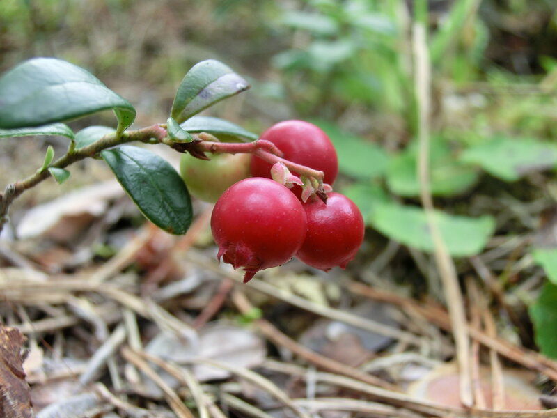 Red Berries on a Branch — Natural