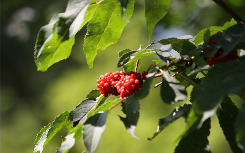 Red Berries on a Branch — Serene, Afternoon