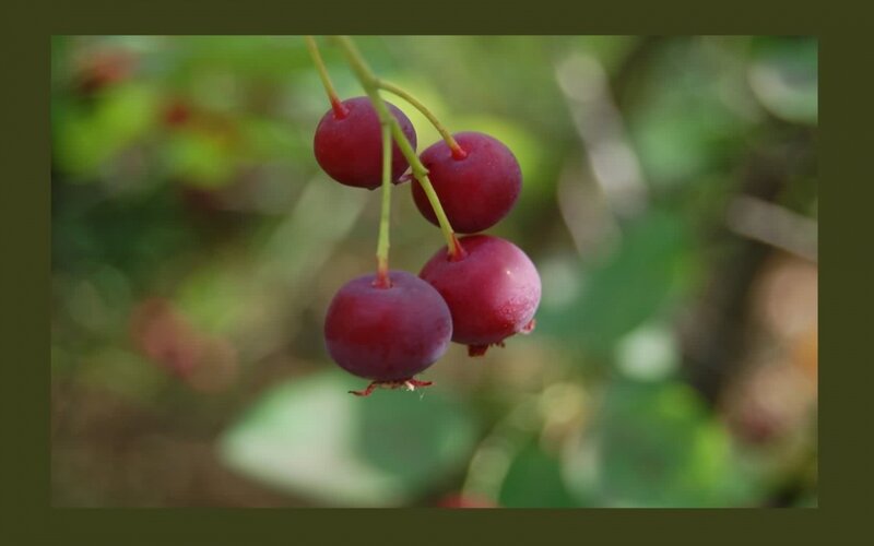 Red Berries on a Branch — Serene, Autumn