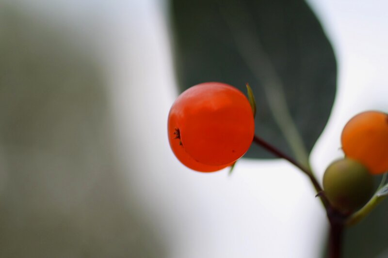 Red Berries on a Branch — Serene, Photograph