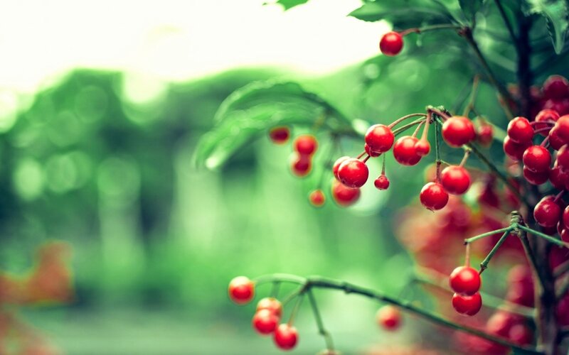 Red Berries on a Branch — Serene, Spring, Photograph, Leaves