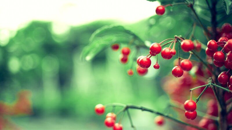 Red Berries on a Branch — Serene, Spring, Photograph