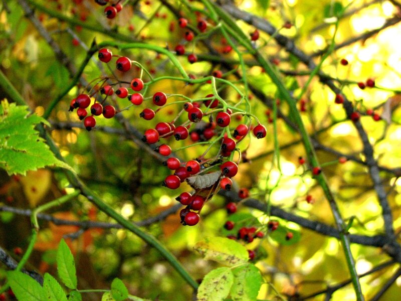 Red Berries on a Branch — Serene