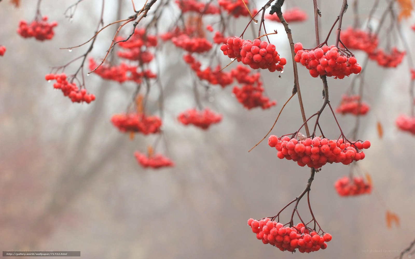 Red berries on a branch