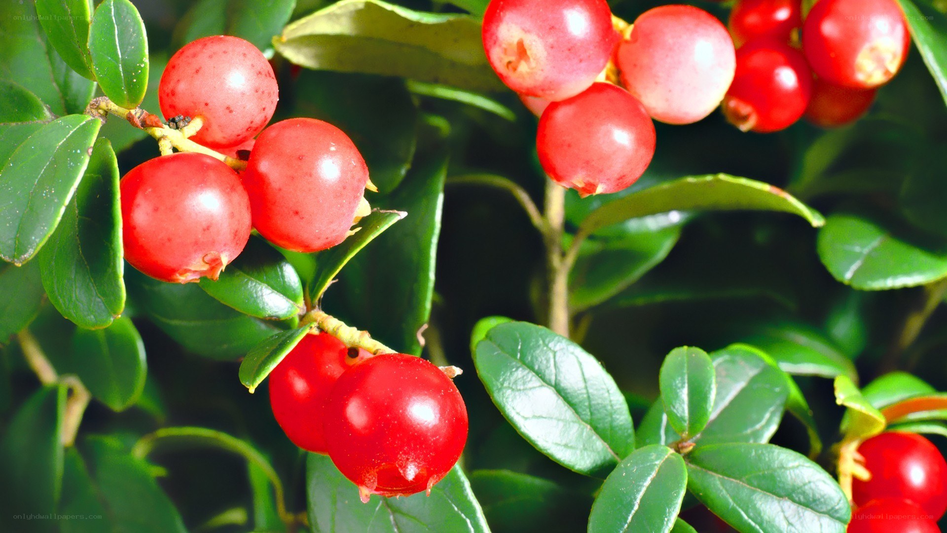 red berries on a bush