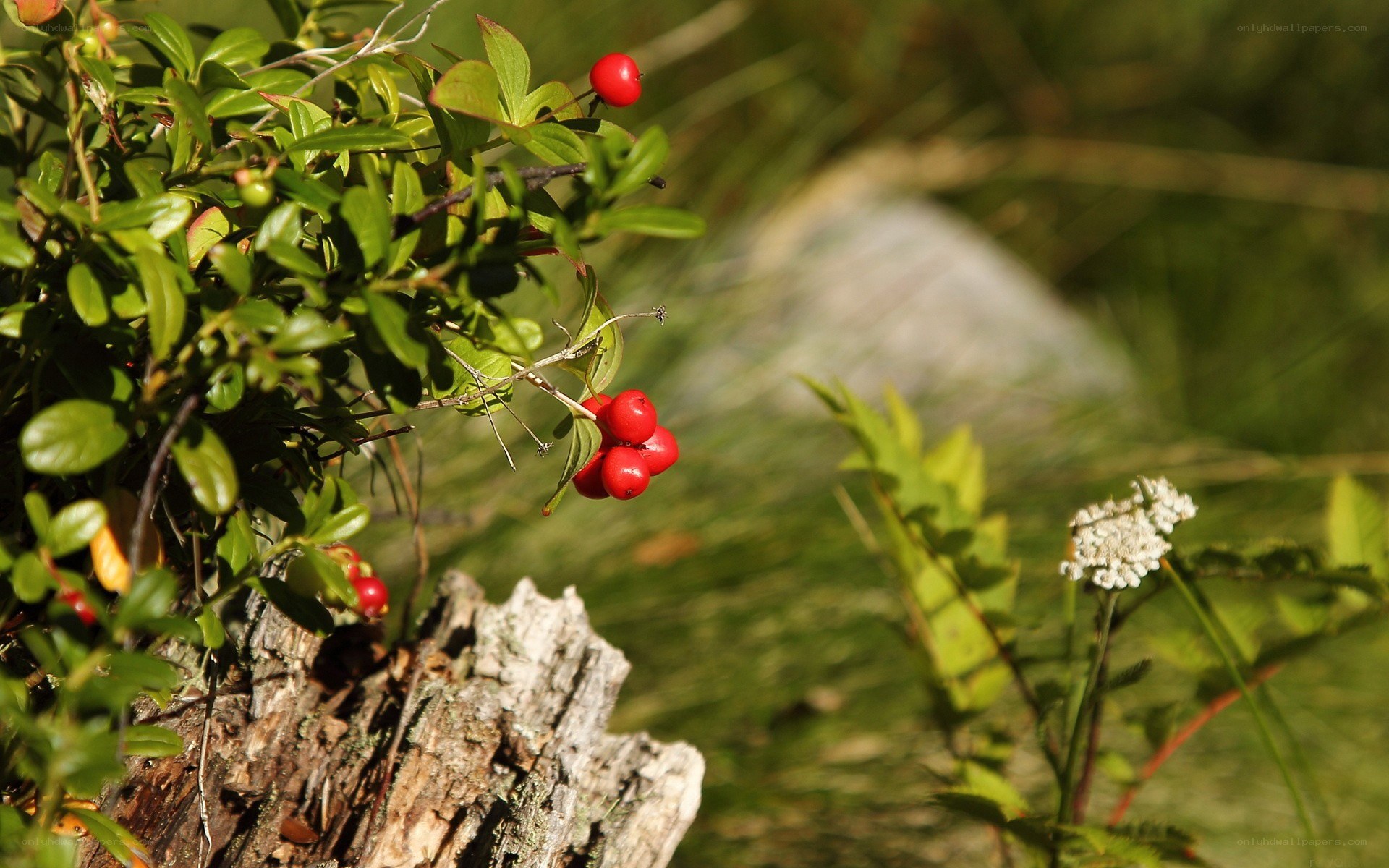 Red berries on a bush