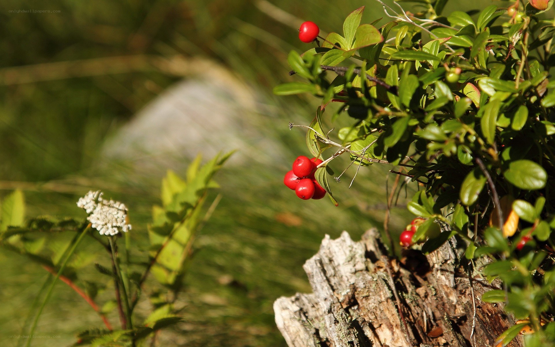 Red berries on a bush